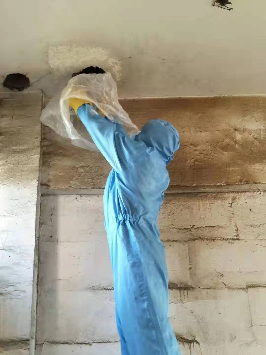 巴中除虫
